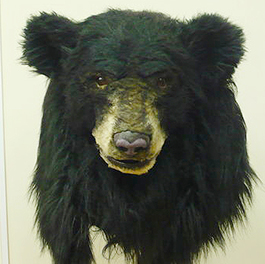 台灣黑熊 (悅氏礦泉水TVC) Animatronic Asian Bear